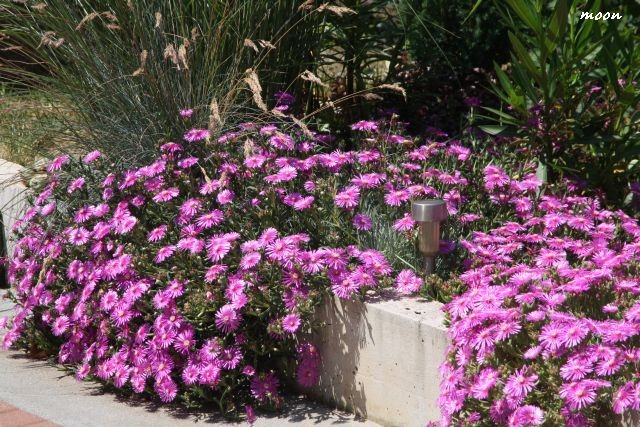 delosperma